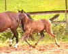 harmony3.jpg (12109 byte)